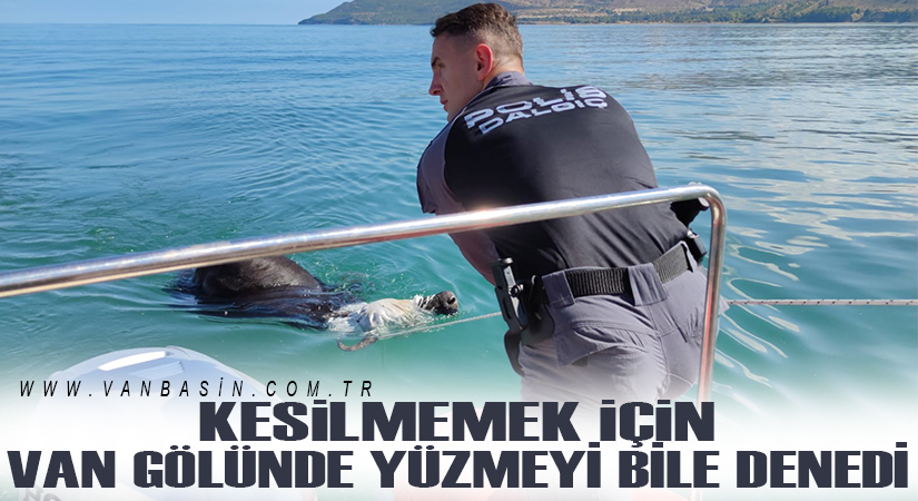 Kesilmemek için Van Gölünde yüzmeyi bile denedi