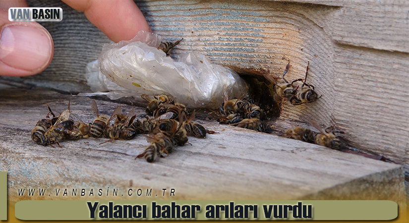 Yalancı bahar arıları vurdu