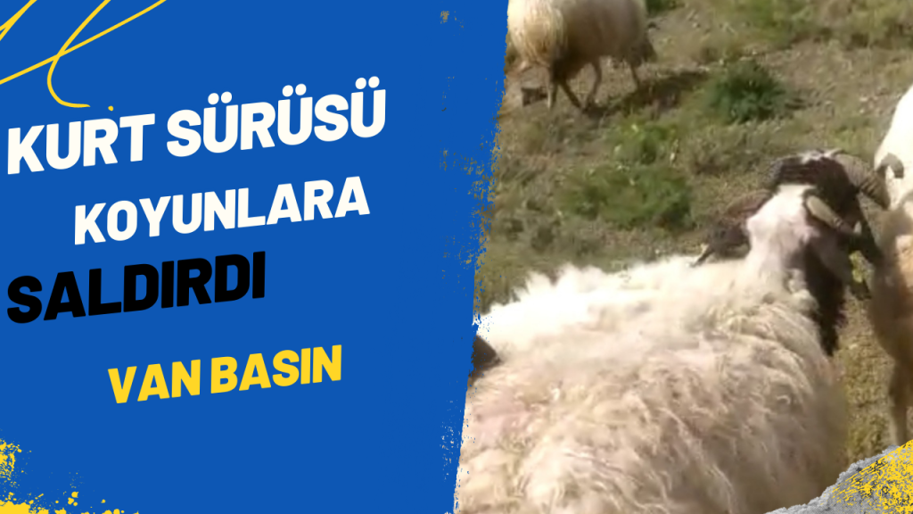 Son Dakika… Kurtlar sürüye saldırdı: 2 koyun telef oldu
