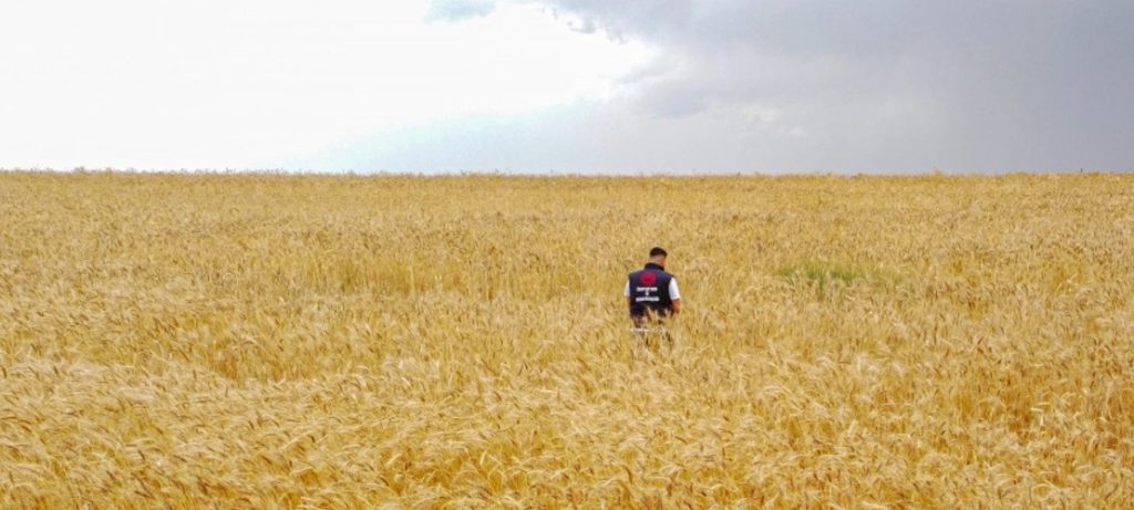 Van’da buğday ve arpada yüksek rekolte bekleniyor