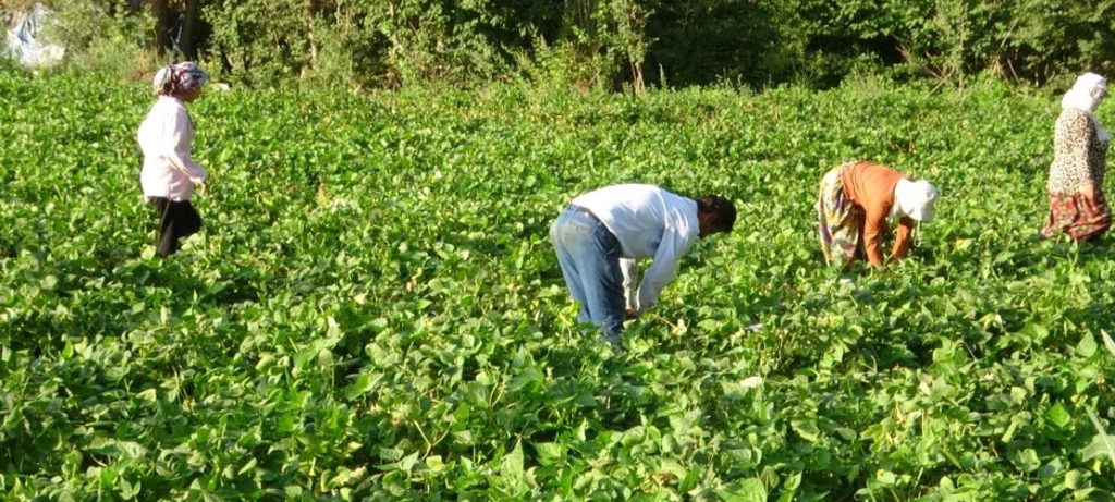 Kuraklıktan Gevaş fasulyeside nasibini aldı