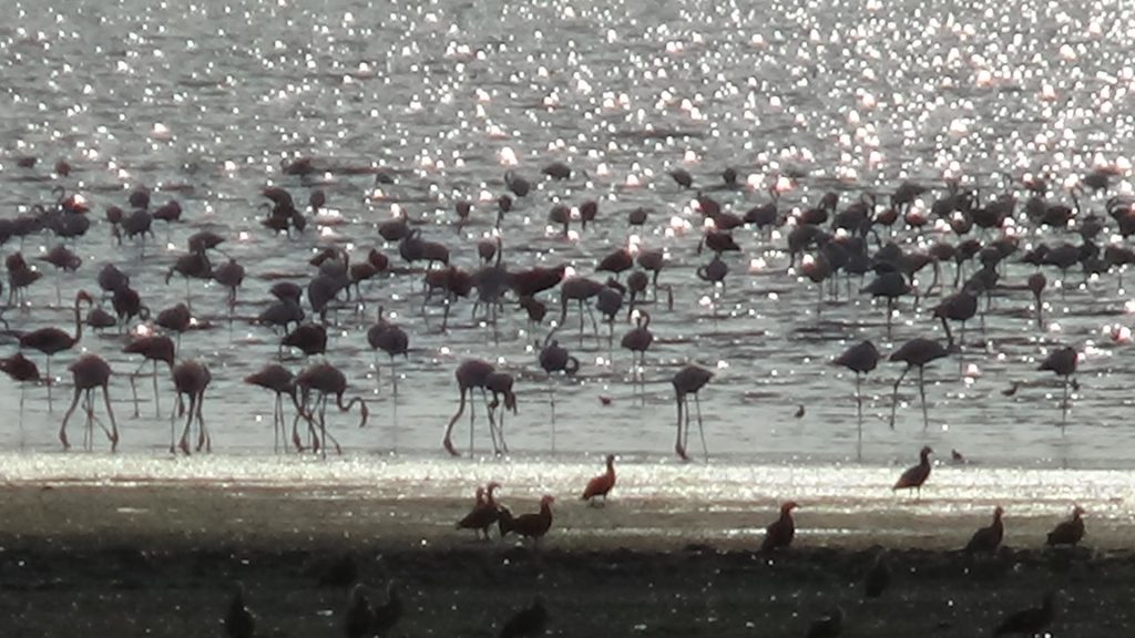 Flamingolar Van’ı çok sevdi